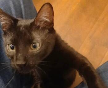Jill -  Domestic Short Hair Cat for Adoption in San Antonio, Texas - Jill | PetCurious