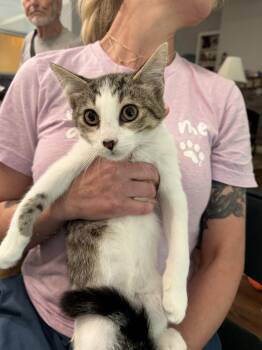 Spandex (Available for pre-adoption) -  Domestic Short Hair Cat for Adoption in Camden, South Carolina - Spandex (Available For Pre-adoption) | PetCurious