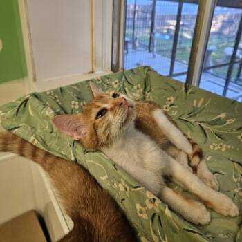 Rescue Domestic Short Hair Cats for Adoption in Monroe, Louisiana - Pumpkin | PetCurious