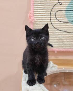 Fitzy -  Domestic Short Hair Cat for Adoption in Harrison Township, New Jersey - Fitzy | PetCurious