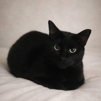 Domestic Short Hair Cats Available for Adoption in Miami, Florida - Roar | PetCurious