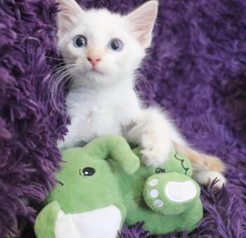 Owen -  Siamese Cat for Adoption in St. Augustine, Florida - Owen | PetCurious