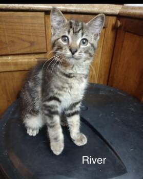 River -  Tabby Cat for Adoption in Wyandotte, Michigan - River | PetCurious