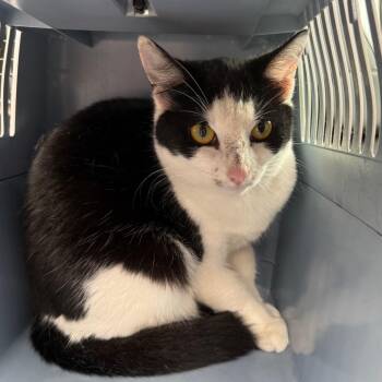 Domestic Short Hair Cats Available for Adoption - TUSC-Stray-83449 | PetCurious