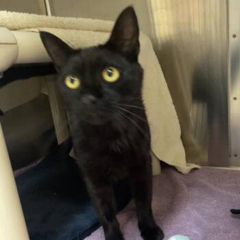 Niu Niu -  Domestic Short Hair Cat for Adoption in Pasadena, California - Niu Niu | PetCurious