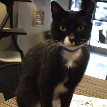 Sebas -  Domestic Short Hair Cat for Adoption in Lakeland, Florida - Sebas | PetCurious