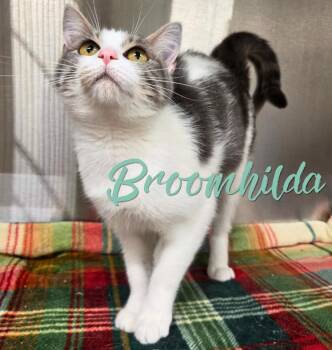 Broomhilda -  Domestic Short Hair Cat for Adoption in Nevada, Iowa - Broomhilda | PetCurious