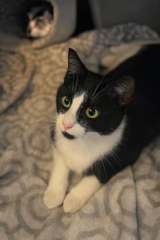 Rescue Tuxedo Cats for Adoption in Farmington, Minnesota - Nova **Courtesy Post** | PetCurious