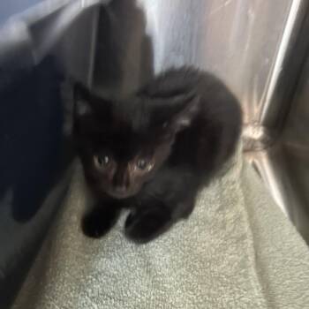 Dark Chocolate -  Domestic Short Hair Cat for Adoption in Leander, Texas - Dark Chocolate | PetCurious
