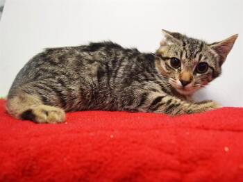 CHEVY -  Domestic Short Hair Cat for Adoption in Sacramento, California - CHEVY | PetCurious