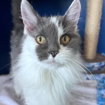 Miss Eva -  Domestic Medium Hair Cat for Adoption in Tulsa, Oklahoma - Miss Eva | PetCurious