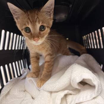 Archibald Dorian Thaddeus the 3rd -  Tabby Cat for Adoption in Columbia, South Carolina - Archibald Dorian Thaddeus The 3rd | PetCurious