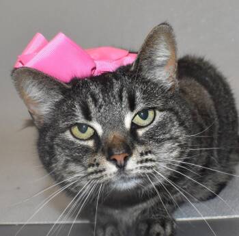 Domestic Short Hair Cats Available for Adoption in Springfield, Ohio - Daisy Mae | PetCurious