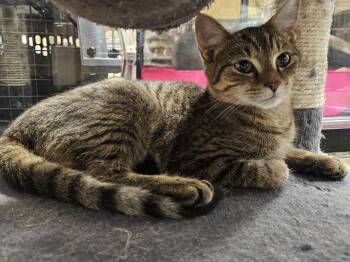 Ghost -  Tabby Cat for Adoption in Richmond, Virginia - Ghost | PetCurious