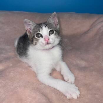 Tawny -  Domestic Short Hair Cat for Adoption in San Antonio, Texas - Tawny | PetCurious