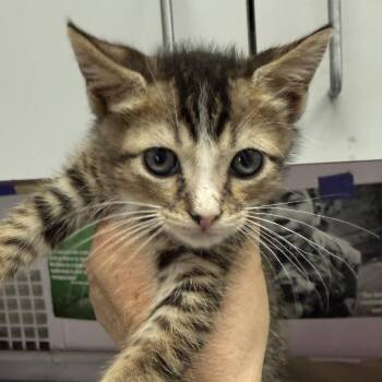 Jake -  Domestic Short Hair and Abyssinian Cat for Adoption in Fresno, California - Jake | PetCurious