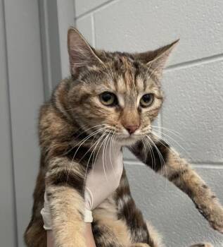 Domestic Short Hair Cats Available for Adoption - Violet | PetCurious