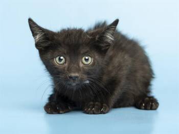 ROVER -  Domestic Short Hair Cat Available for Adoption in Phoenix, Arizona - ROVER | PetCurious
