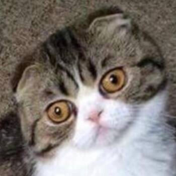 Scottish Fold Cats Available for Adoption in Huntsville, Alabama - Olivia | PetCurious