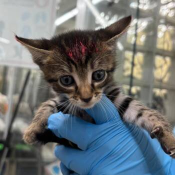 Domestic Short Hair Cats Available for Adoption in West Palm Beach, Florida - Wynona | PetCurious