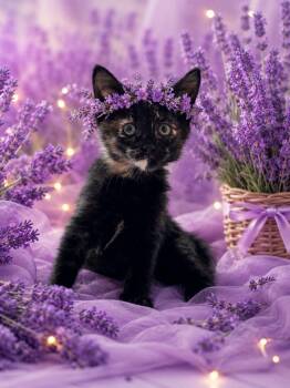 Escalade -  Domestic Short Hair Cat for Adoption - Escalade | PetCurious