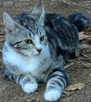 Zenyatta -  Domestic Short Hair Cat for Adoption in Battle Ground, Washington - Zenyatta | PetCurious