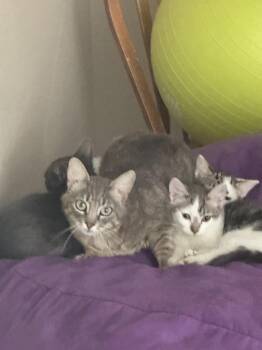 Goldie -  Domestic Short Hair Cat for Adoption in Millcreek, Utah - Goldie | PetCurious