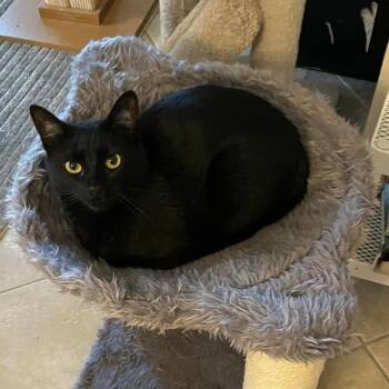 Domestic Short Hair Cats Available for Adoption in Boston, Massachusetts - Zara | PetCurious