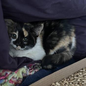 Domestic Medium Hair Cats Available for Adoption - Pickles | PetCurious