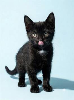 KATYDID -  Domestic Short Hair Cat for Adoption in Jacksonville, Florida - KATYDID | PetCurious