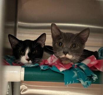 Marge -  Domestic Short Hair Cat for Adoption in Cincinnati, Ohio - Marge | PetCurious