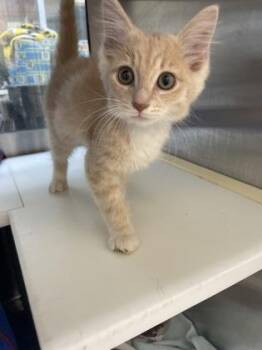 Echo -  Domestic Short Hair Cat for Adoption in Westland, Michigan - Echo | PetCurious