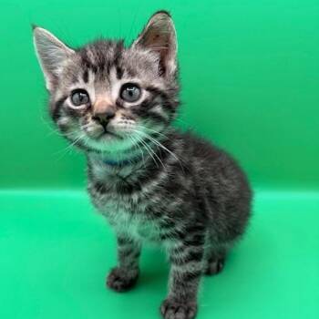 Domestic Short Hair Cats Available for Adoption - American | PetCurious
