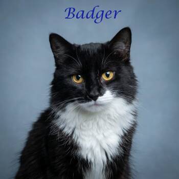 Badger C26-186 -  Domestic Medium Hair Cat for Adoption in Lebanon, Tennessee - Badger C26-186 | PetCurious
