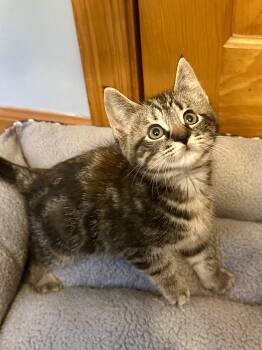 Beetle -  Domestic Medium Hair Cat for Adoption in Andover, Connecticut - Beetle | PetCurious