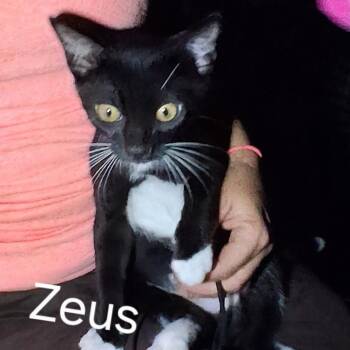 Zeus -  Domestic Short Hair Cat for Adoption in Marble, North Carolina - Zeus | PetCurious