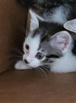 OAK -  Domestic Long Hair Cat for Adoption in Dallas, Texas - OAK | PetCurious