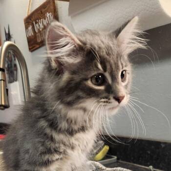 Domestic Long Hair Cats Available for Adoption in Brighton, Missouri - Stelmaria | PetCurious
