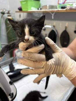 Domestic Short Hair Cats Available for Adoption in Fort Walton Beach, Florida - GALILEO | PetCurious