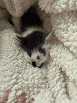 Toad aka Willow -  Domestic Medium Hair Cat for Adoption in Ferndale, Michigan - Toad Aka Willow | PetCurious