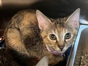 PIXIE -  Domestic Short Hair Cat for Adoption in Houston, Texas - PIXIE | PetCurious