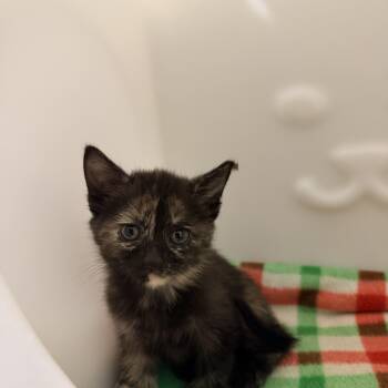 Claire -  Tortoiseshell Cat for Adoption in Greensboro, North Carolina - Claire | PetCurious