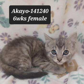 Domestic Short Hair Cats Available for Adoption in New Tazewell, Tennessee - Akayo | PetCurious
