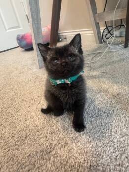 C.S. Lewis -  Domestic Short Hair Cat for Adoption in Cincinnati, Ohio - C.S. Lewis | PetCurious