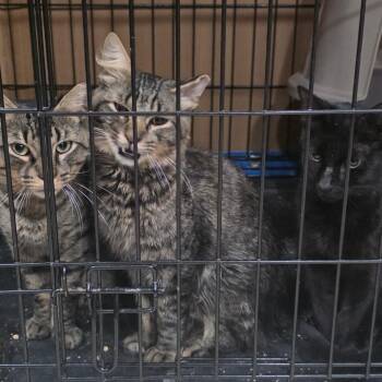 0826-123 Crawlie -  Domestic Short Hair Cat for Adoption in Abingdon, Maryland - 0826-123 Crawlie | PetCurious