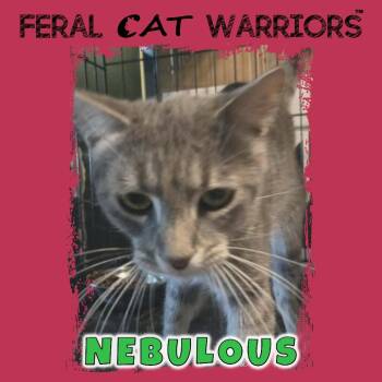 Nebulous -  Domestic Short Hair Cat for Adoption in Squamish, British Columbia - Nebulous | PetCurious