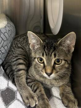 Phyliss -Head of the Party Planning Committee & Professional Nap -  Domestic Short Hair Cat for Adoption in Bolton, Ontario - Phyliss -Head Of The Party Planning Committee & Professional Nap | PetCurious
