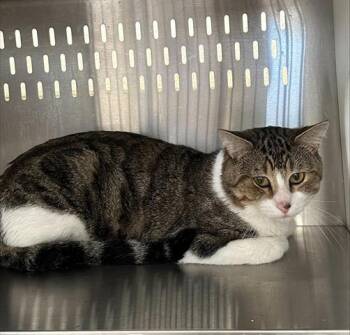 SCAR -  Domestic Short Hair Cat for Adoption in Orlando, Florida - SCAR | PetCurious