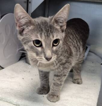 Rescue Domestic Short Hair Cats for Adoption in Decatur, Illinois - KING | PetCurious