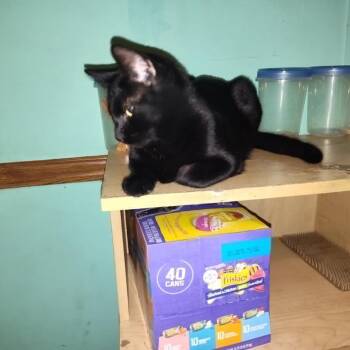 Domestic Short Hair Cats Available for Adoption in Gainesville, Florida - Scoot | PetCurious